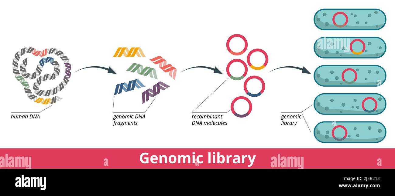Genomic library. Stages of genomic library formation: DNA fragments development and their insertion into plasmids, plasmids introduction into bacteria Stock Vector
