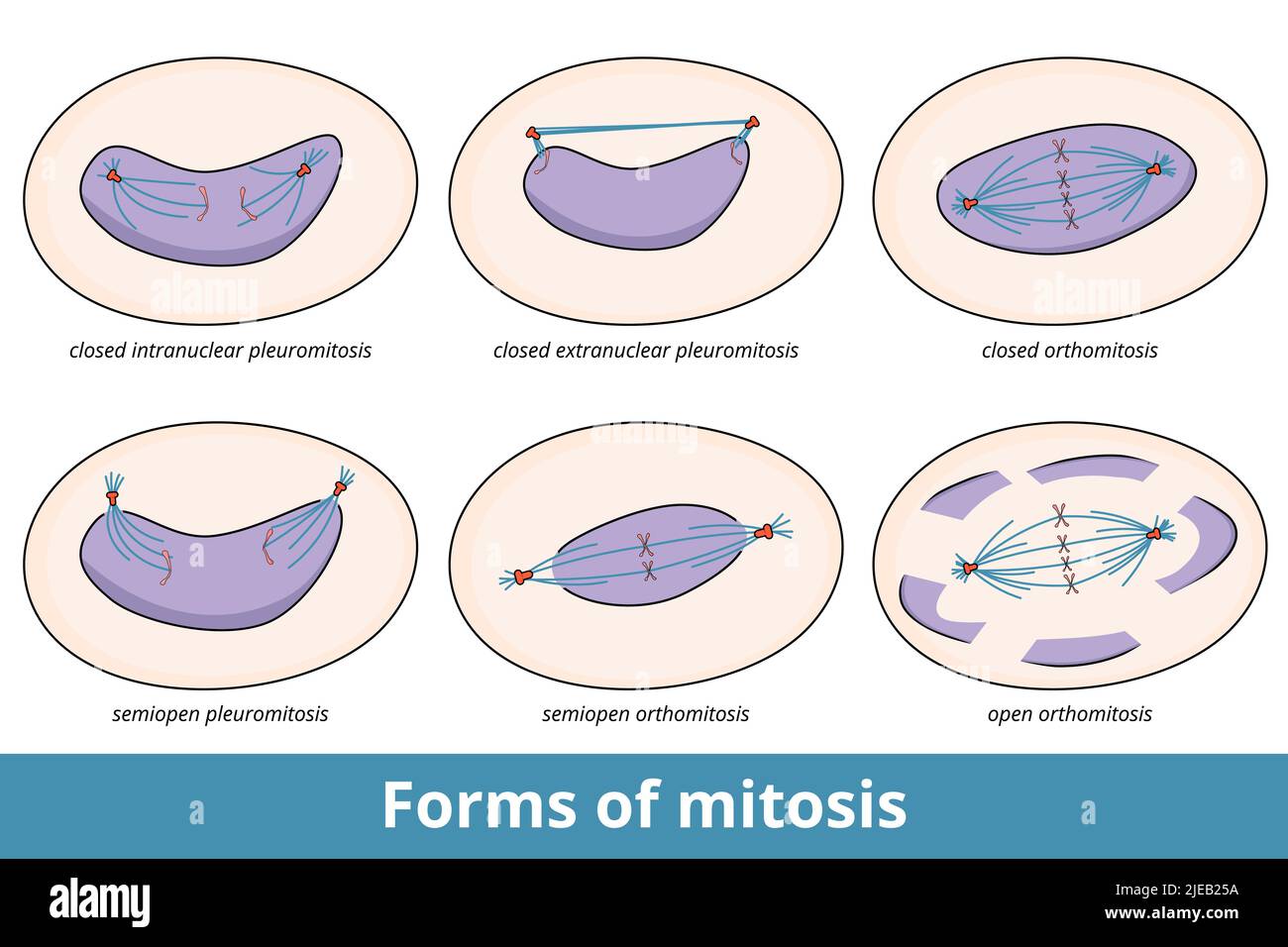 Forms of mitosis. 6 common mitosis forms, based on state of nuclear envelope and symmetry and location of central spindle, including closed orthomitos Stock Vector