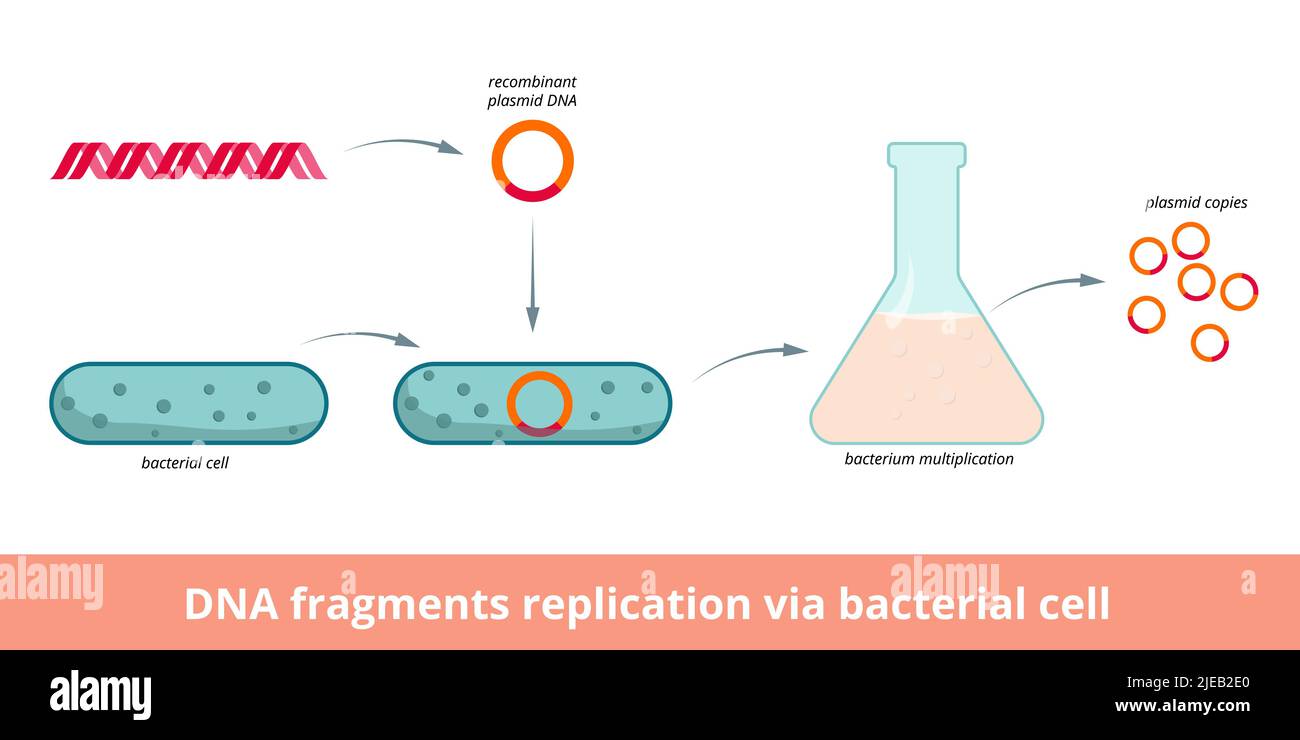 DNA fragments replication via bacterial cell. DNA fragment is inserted into a plasmid vector and introduced into the bacterium Stock Vector