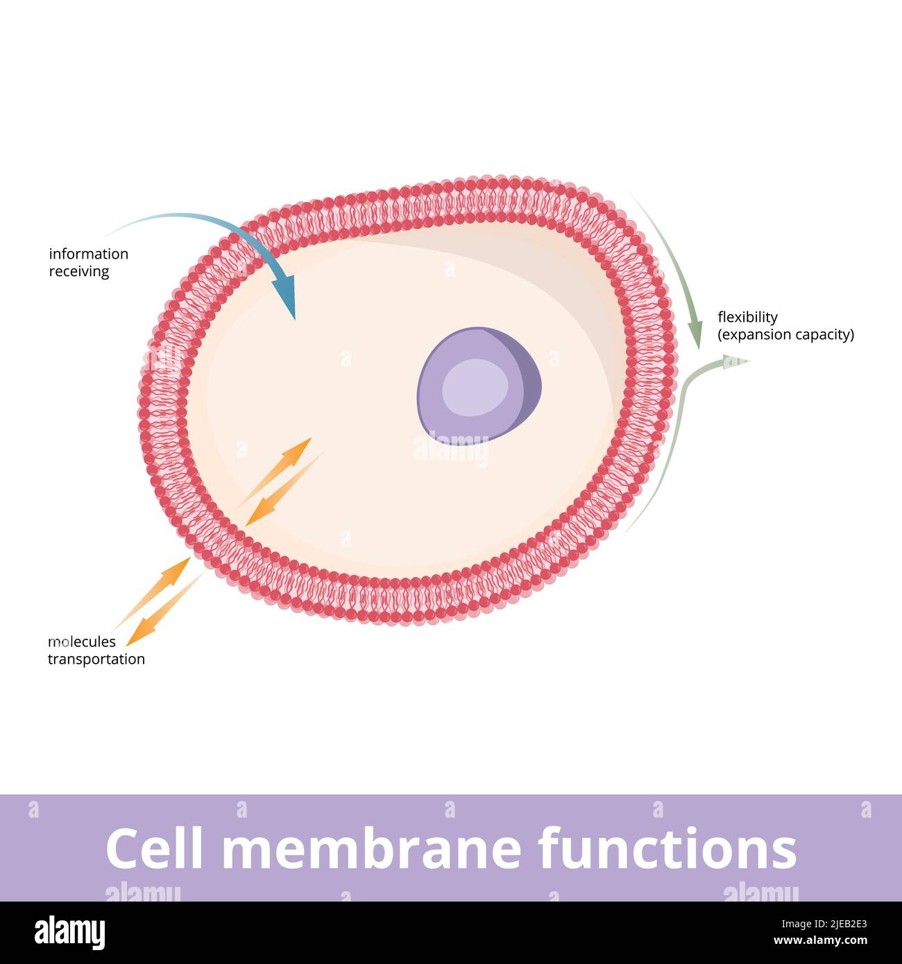 Cell membrane functions. Plasma membrane functions including information (impulse) transportation, transportation (import and export) and flexibility Stock Vector