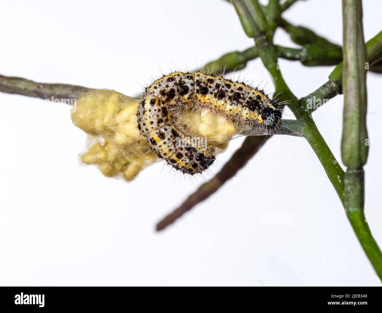 Large White caterpillar with braconid wasp cocoons, probably Cotesia glomerata. Nature. Stock Photo