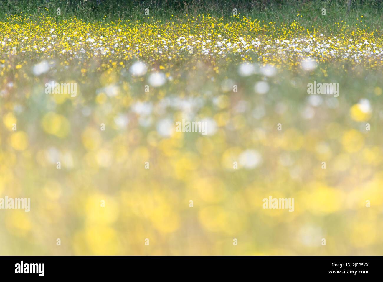 Wildflower field abstract with foreground out of focus - buttercups and ox-eye daisies Stock Photo