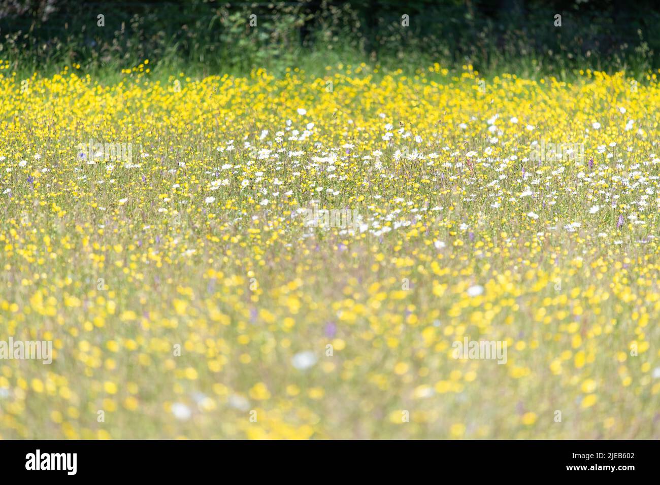 Wildflower field full of buttercups, ox-eye daisies - UK Stock Photo