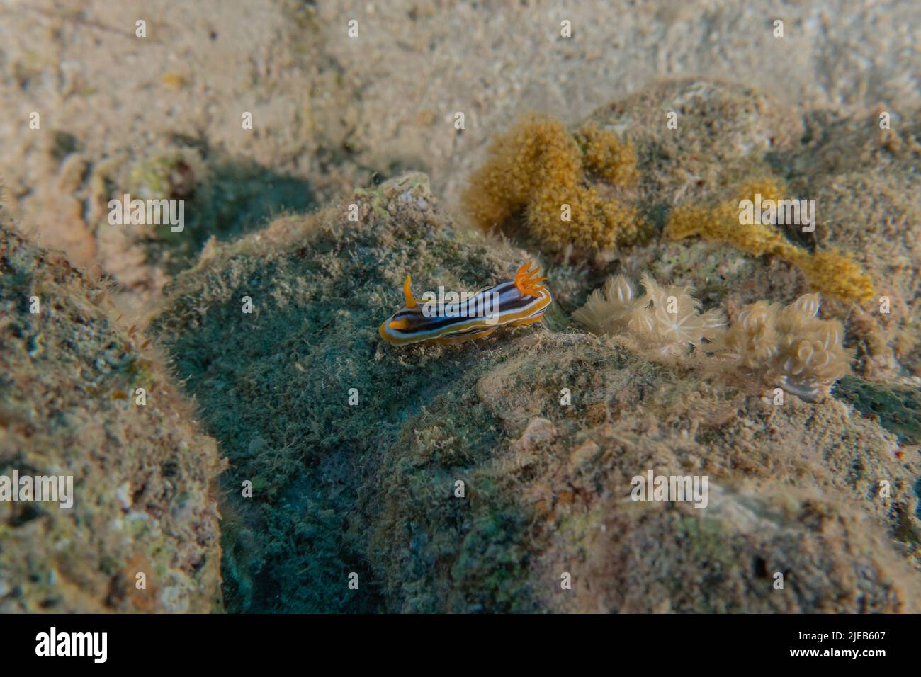 Sea slug in the Red Sea Colorful and beautiful, Eilat Israel Stock Photo