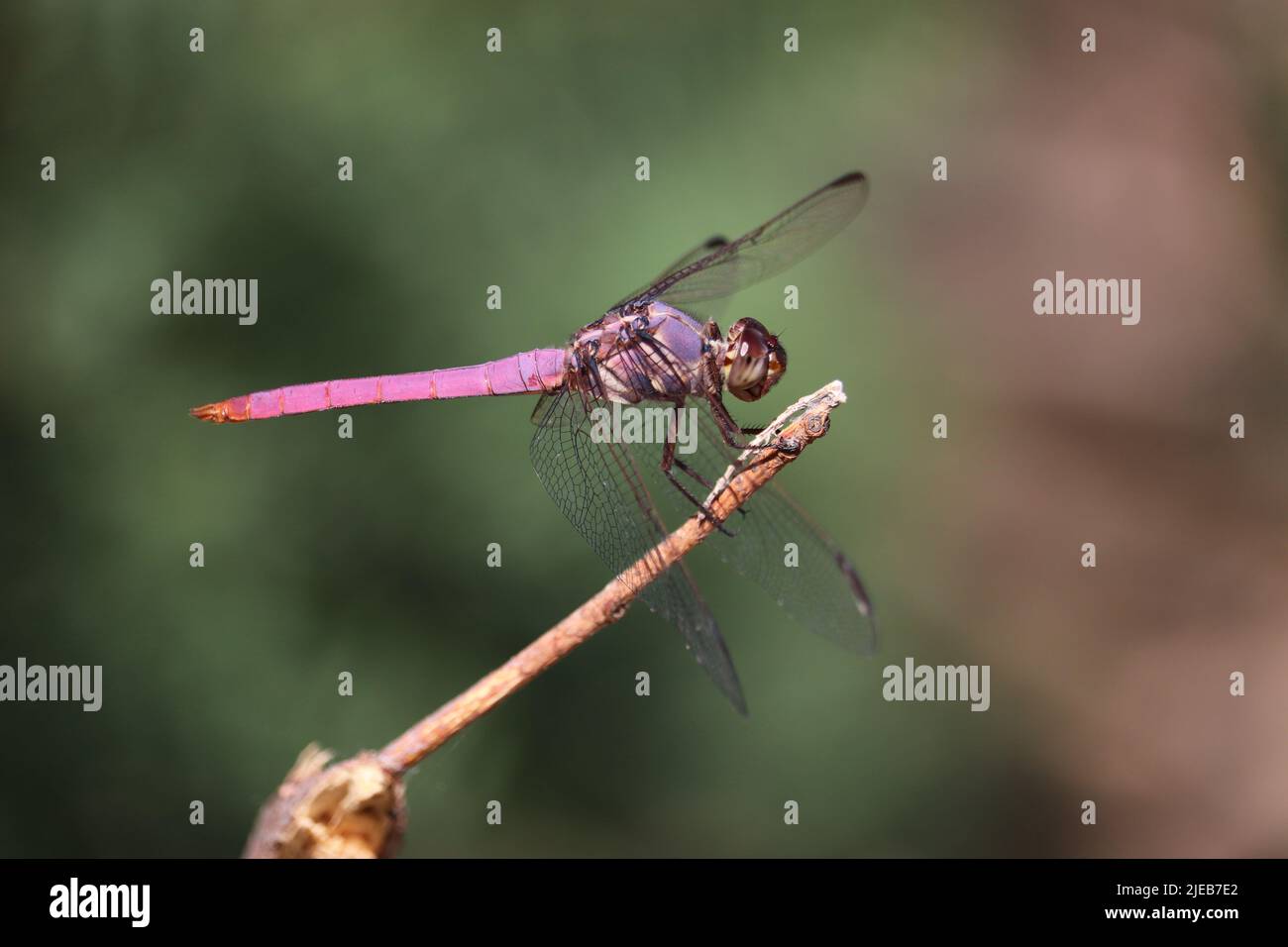 Male roseate skimmer or Orthemis ferruginea perching on stick at the Riparian water ranch in Arizona. Stock Photo