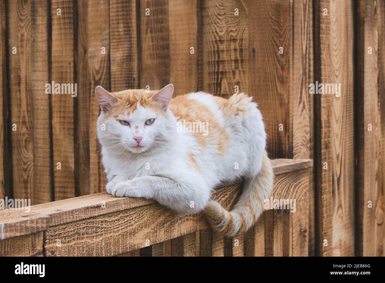 Rustic ginger cat is lying wooden fence Stock Photo - Alamy