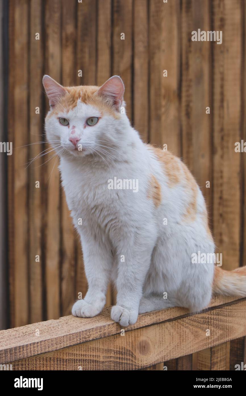 Rustic ginger cat is sitting wooden fence Stock Photo - Alamy