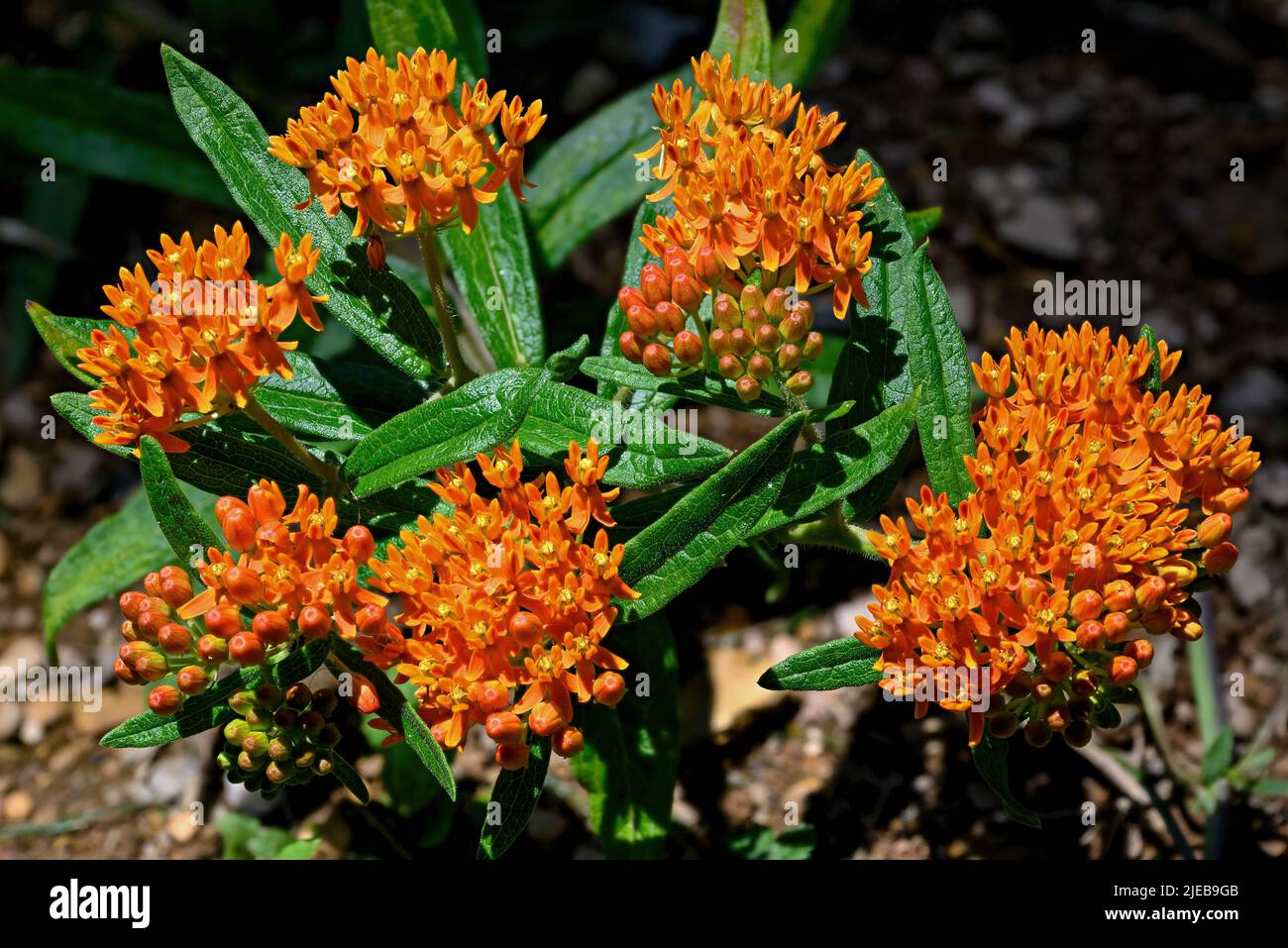 Butterfly weed in morning light. It is a species of milkweed native to eastern North America. Stock Photo