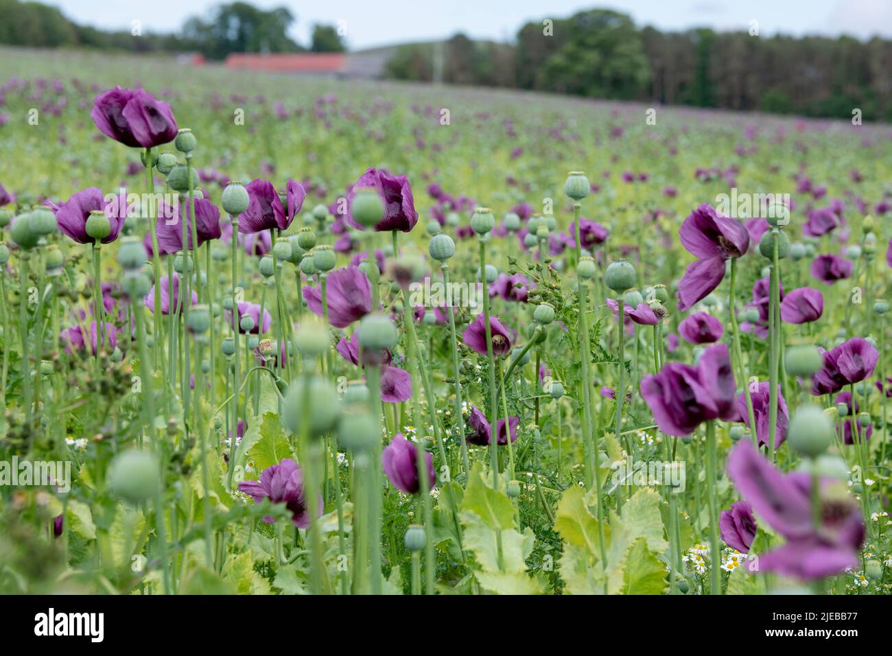 opium poppy field in Northumberland Stock Photo