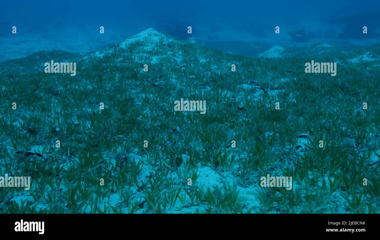 Red Sea, Egypt. 26th June, 2022. Sangy seabed covered with green seagrass. Underwater landscape with Halophila seagrass. Red sea, Egypt (Credit Image: © Andrey Nekrasov/ZUMA Press Wire) Stock Photo