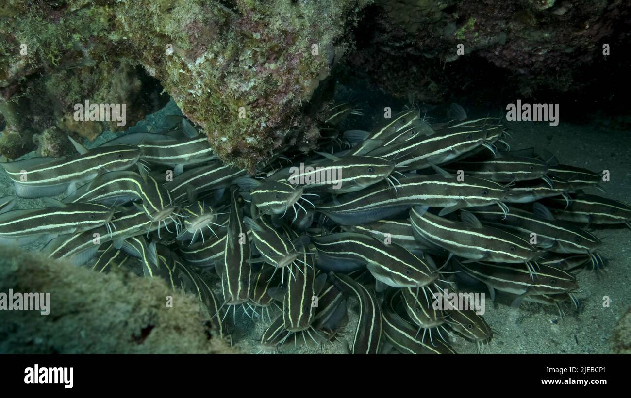 Red Sea, Egypt. 26th June, 2022. School of Striped Catfish are hiding inside a coral cave. Striped Eel Catfish (Plotosus lineatus), Close-up. Red sea, Egypt (Credit Image: © Andrey Nekrasov/ZUMA Press Wire) Stock Photo