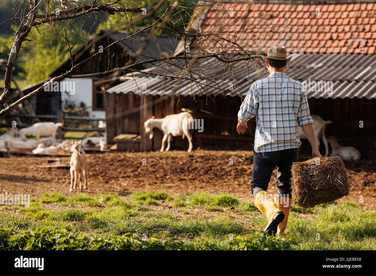 Male farmer carries hay for his goats. Young rancherman feeding cute pets. Farm livestock farming for the industrial production of goat milk dairy Stock Photo