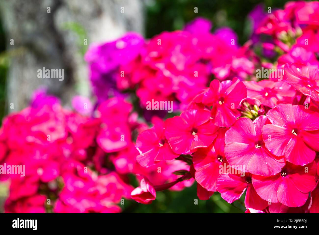 Annual phlox drummondii in garden, bright flowers close up Stock Photo