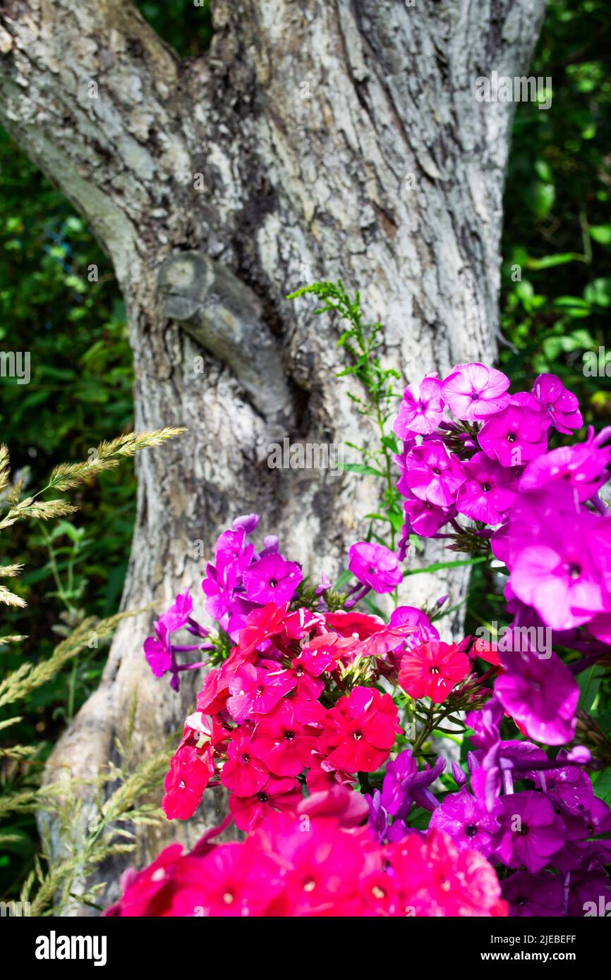Phlox paniculata, fall phlox or garden phlox, perennial phlox in old summer garden, vertical image Stock Photo