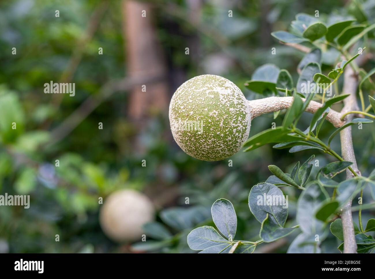 Close up shot of a growing wood apple or limonia acidissima fruit in the garden with copy space Stock Photo