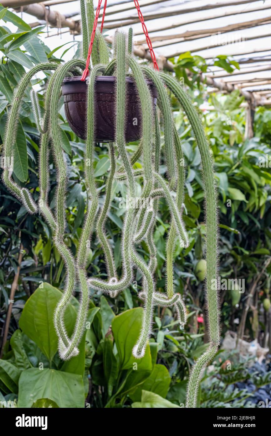 Hanging rat tail cactus inside of a botanical garden close up Stock Photo