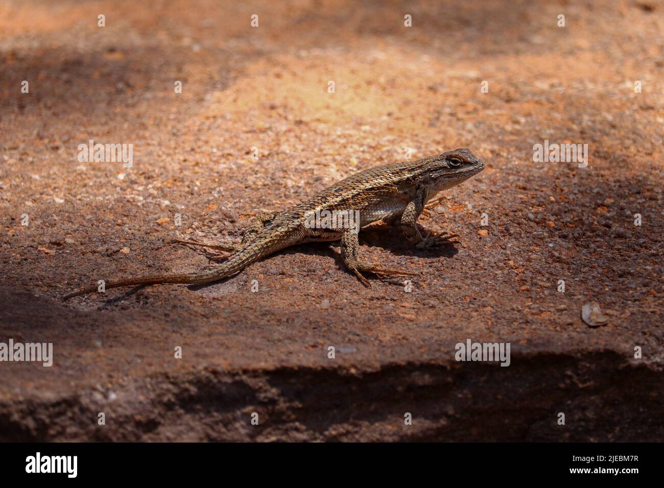 Southwestern fence lizard or Sceloporus cowlesi standing on a rock at Rumsey Park in Payson, Arizona. Stock Photo