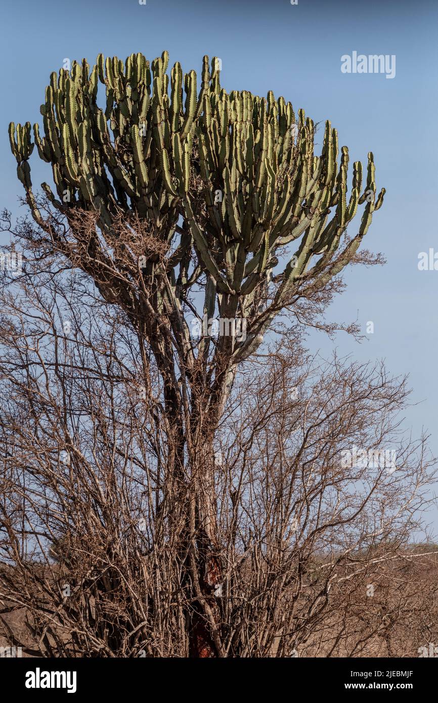Candelabra Tree, Euphorbia candelabrum, Euphorbiaceae, Tsavo West national Park, Kenya, Africa Stock Photo