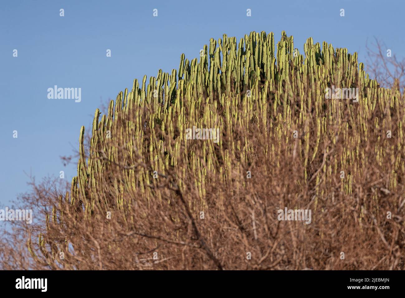 Candelabra Tree, Euphorbia candelabrum, Euphorbiaceae, Tsavo West