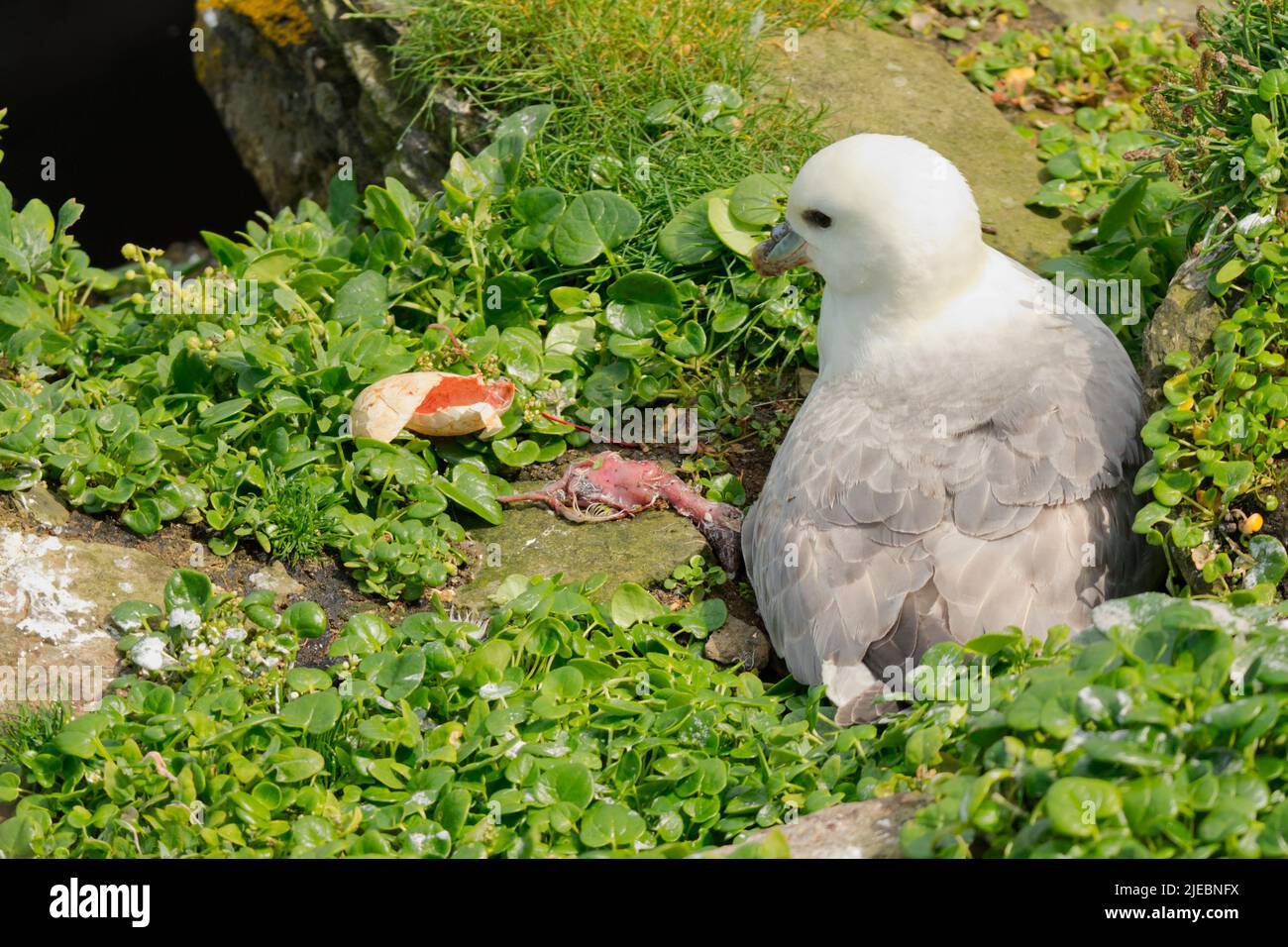 Dead Fulmar chick next to adult on cliff ledge, Orkney Isles Stock Photo