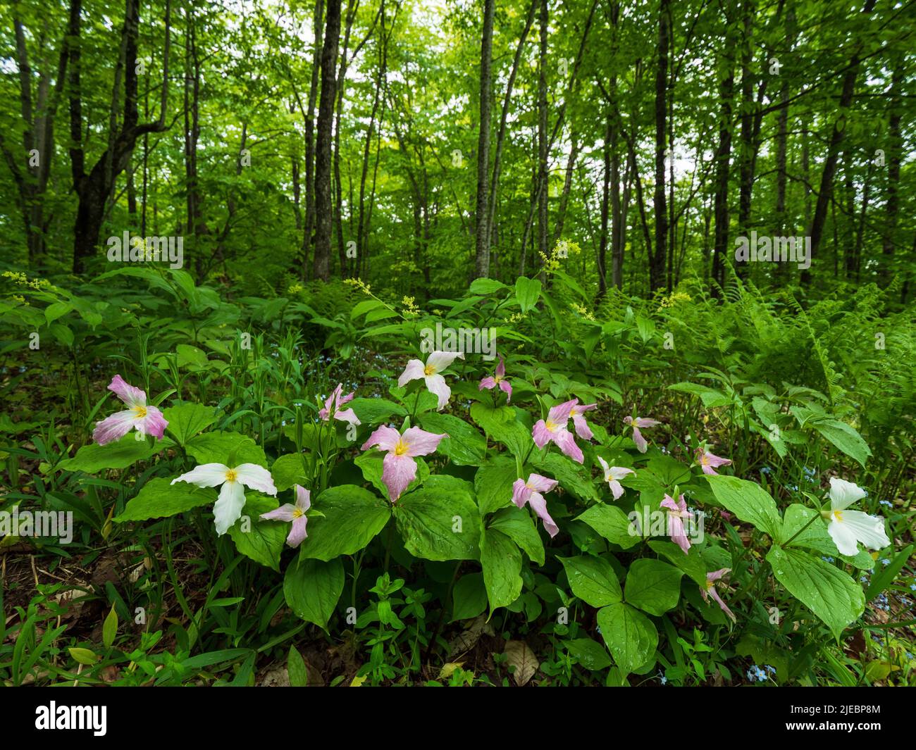 Wild trillium flowers in the Pictured Rocks National Lakeshore ...