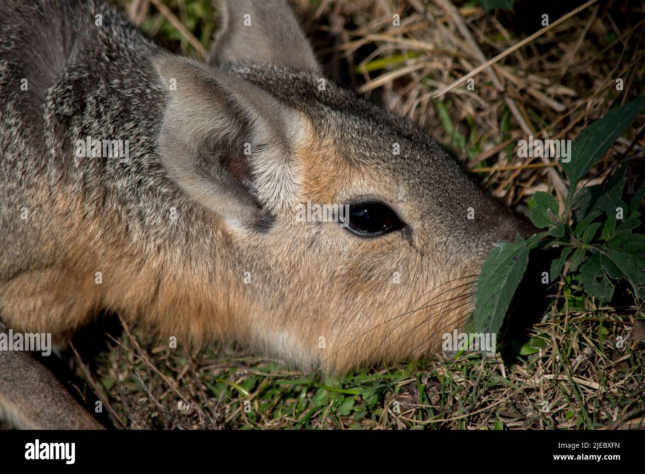 Maras in nature. Wild animals Stock Photo - Alamy