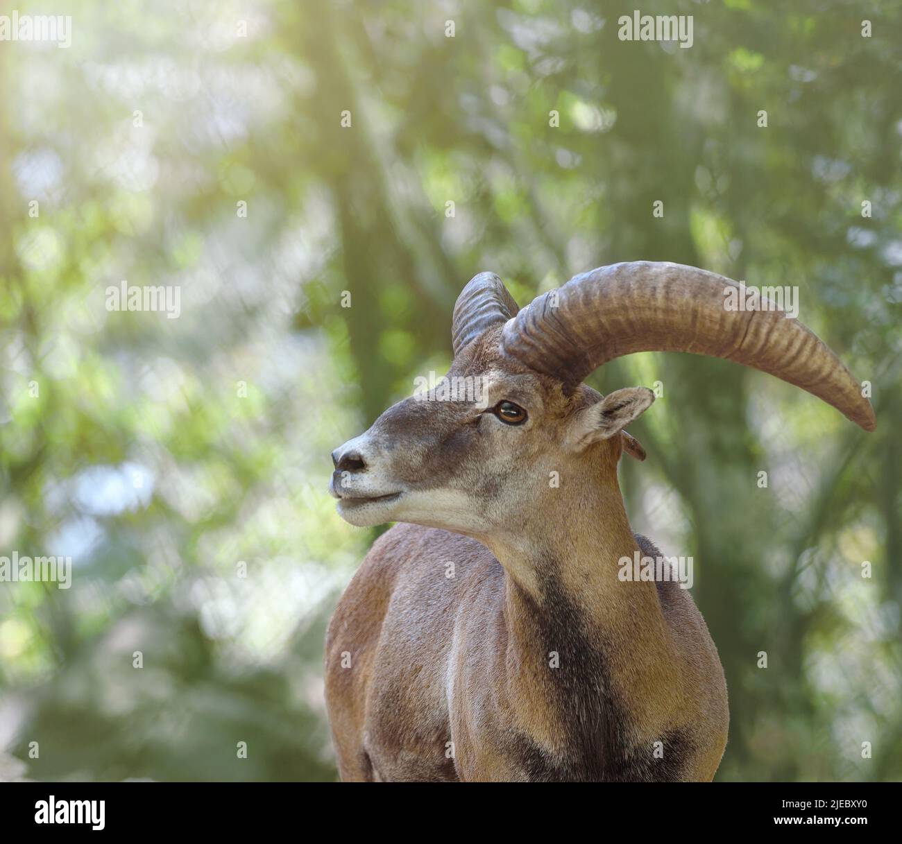 Male Cyprus mouflon with big horns. Head shot close up, soft background, copy space Stock Photo