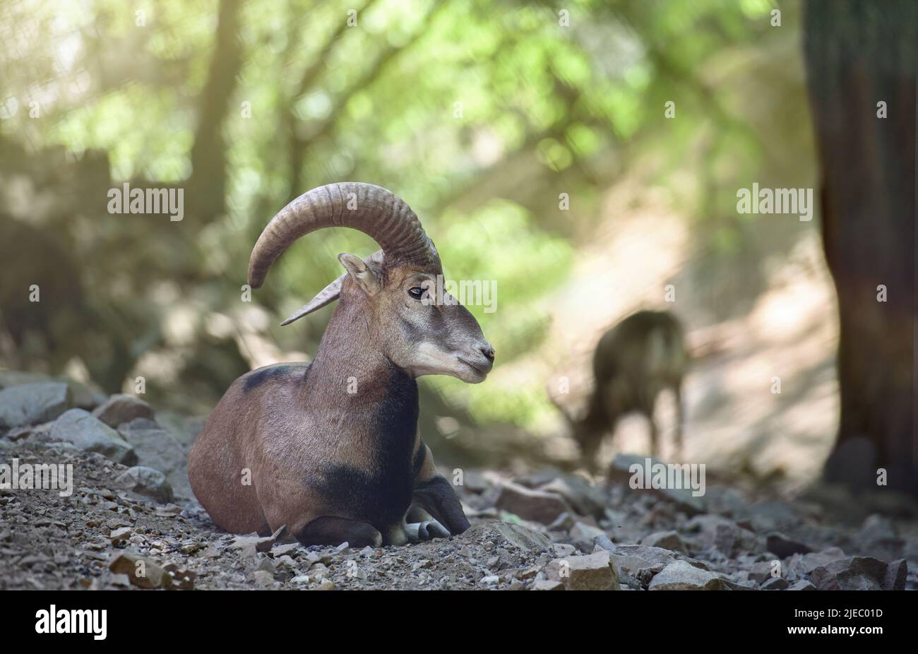Male Cyprus mouflon (Agrino) in the wild close up. Troodos mountains, Cyprus Stock Photo