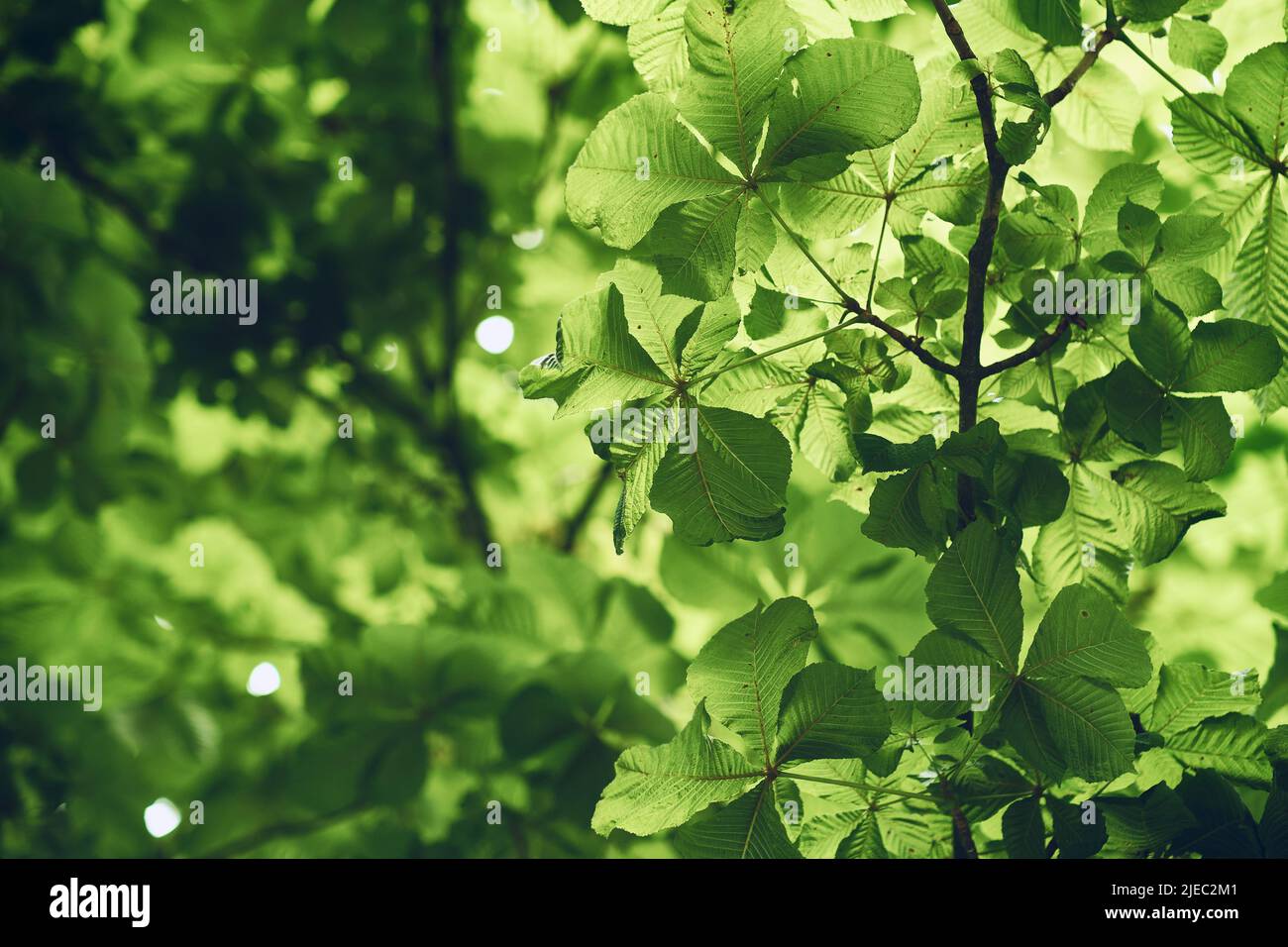 Backlit horse chestnut leaf hi-res stock photography and images - Alamy