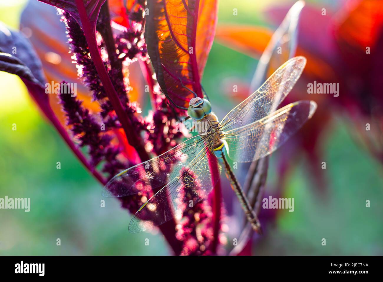 A large beautiful dragonfly on a flower of vegetable amaranth lit by the rays of the sun. Stock Photo