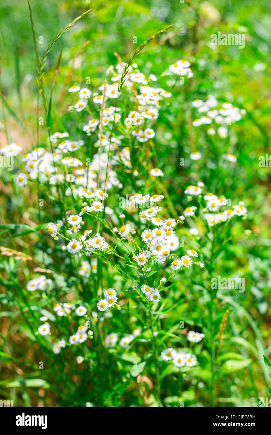 small fluffy white flowers of a beautiful small petal, decorative erigeron, blurred background, selective focus. Stock Photo