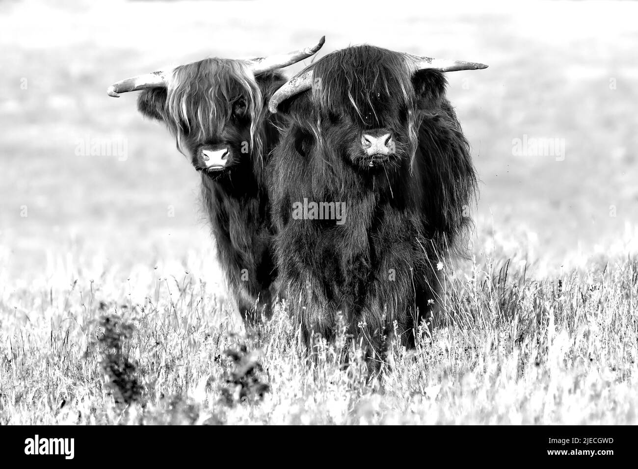 Two highland cows in black and white staring curiously forward in a summer grass meadow. Long haired orange cattle in Norfolk UK Stock Photo