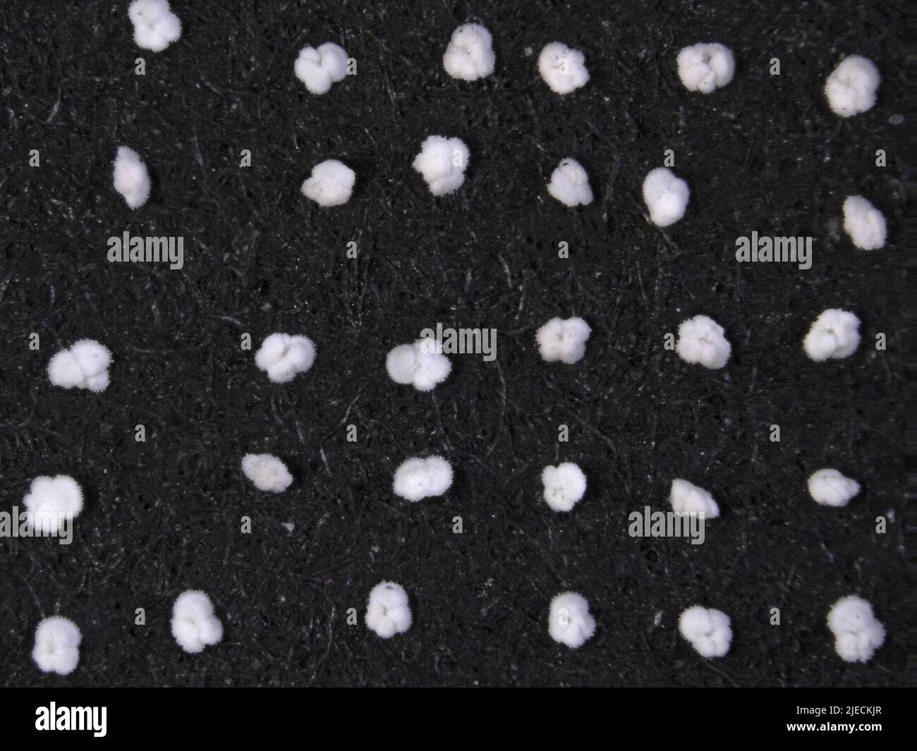 Morozovella subbotinae (Morozova, 1940 Stock Photo - Alamy