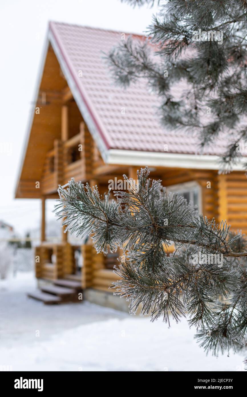 Amazing lush branches of fir slightly covered with snow and forest and big wooden cottage house with piled roof in background. Having rest in country Stock Photo