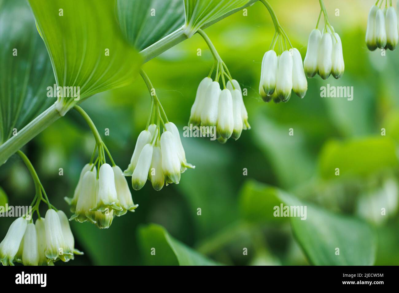 Close-up of white wonderful blooming blossoming flowers on branch with leaves of Polygonatum odoratum Solomons seal. Stock Photo