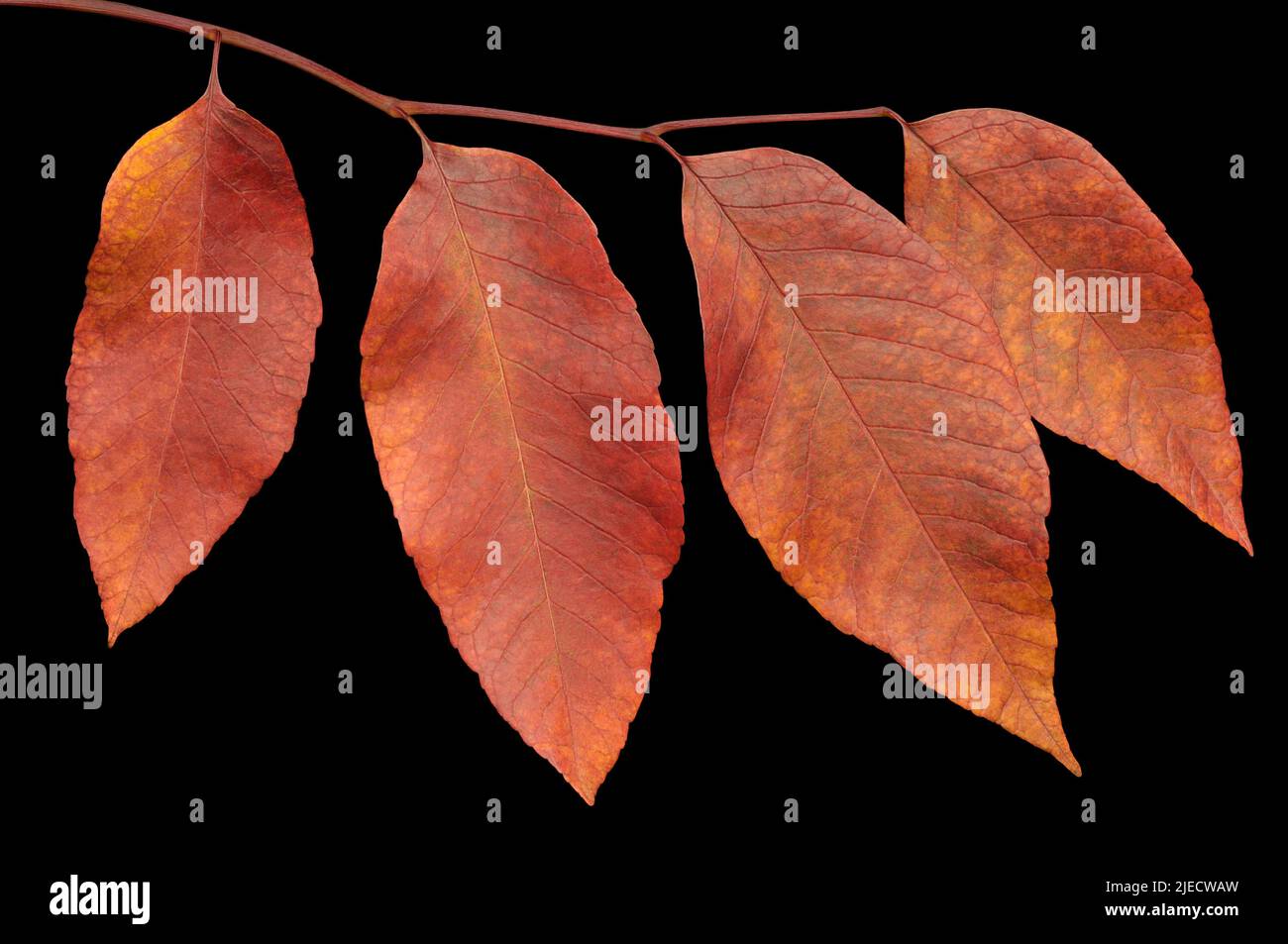 Branch and leaves hi-res stock photography and images - Alamy