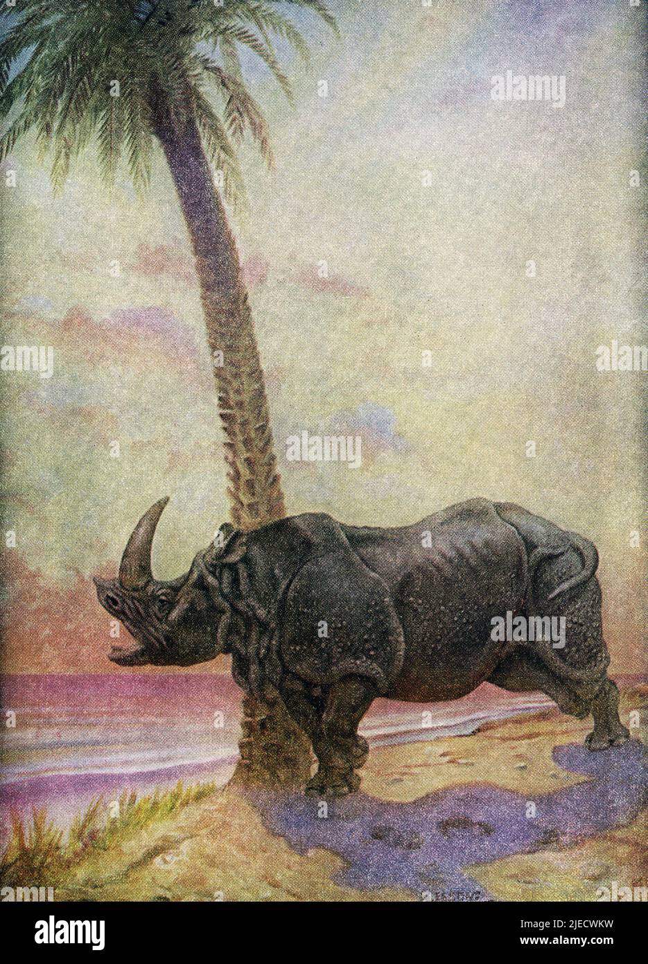 This 1912 image by J M Gleeson illustrates Kipling’s How the Rhinoceros Got Its Skin tale: There was once a Parsee living on an uninhabited island in the Red Sea, with a shiny hat, a knife and a cooking-stove. One day he mixed a fruit cake and put it in the stove to bake. When it was done, a Rhinoceros with a smooth, tightly-fitting skin came along, upset the stove and ate the cake, while the Parsee took refuge up a tree. On a very hot day five weeks later, the Rhinoceros took off his skin, which buttoned underneath, and left it on the beach while he bathed. The Parsee filled it full of stale Stock Photo