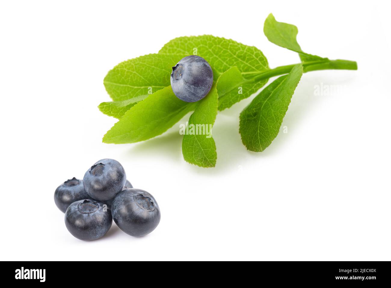 Blueberry sprig with fruits isolated on white Stock Photo