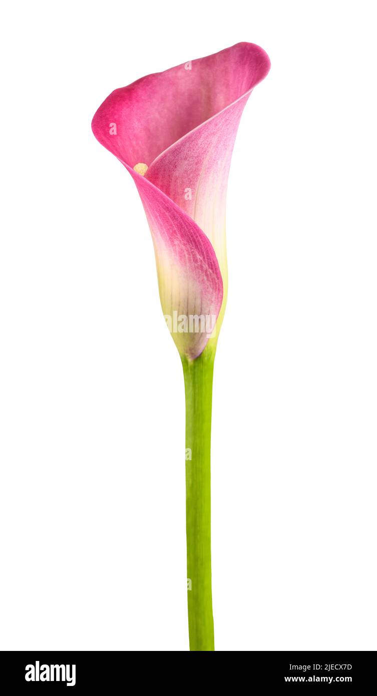 Pink calla flower isolated on white background Stock Photo