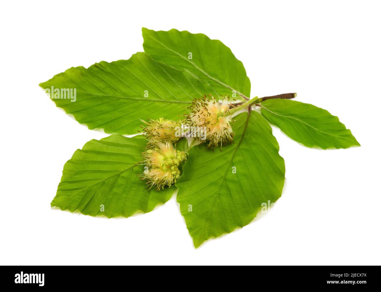 Beech branch with flowers isolated on white background Stock Photo