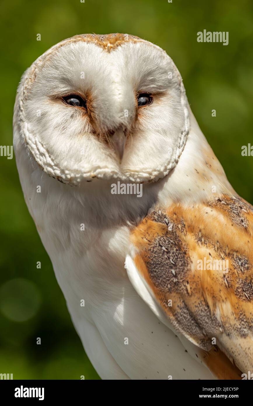 The Barn Owl (Tyto alba) is the most widely distributed species of owl in the world. Barn Owls are birds of prey with exceptional eyesight and hearing Stock Photo