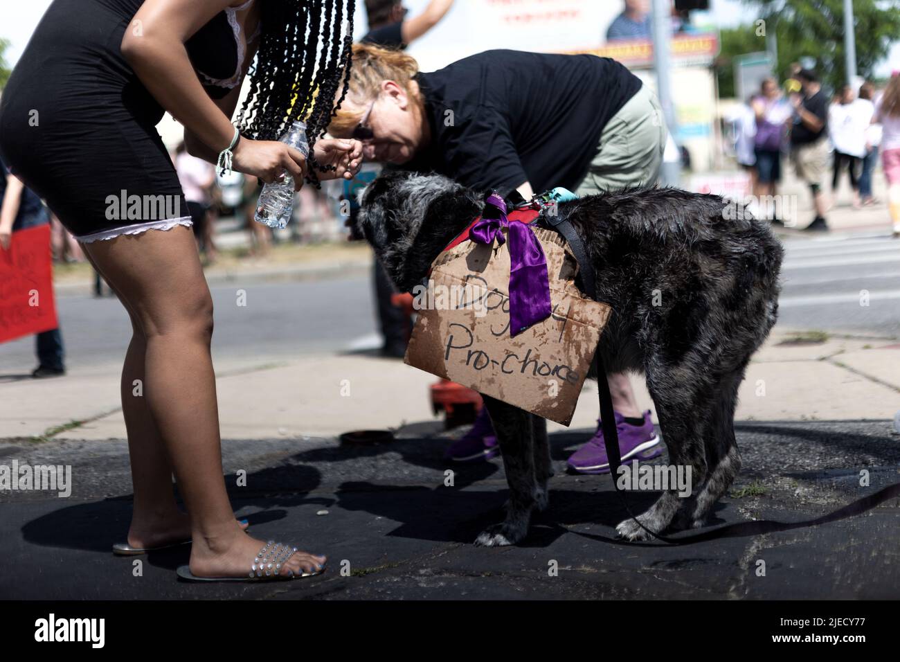Toledo, United States. 25th June, 2022. Dog wears a pro-choice sign during a counter-protest against an anti-abortion prayer circle. Protesters came to disrupt a prayer rally praying to end abortion in Toledo, Ohio on Saturday June 25, 2022. (Photo by Stephen Zenner/SOPA Images/Sipa USA) Credit: Sipa USA/Alamy Live News Stock Photo