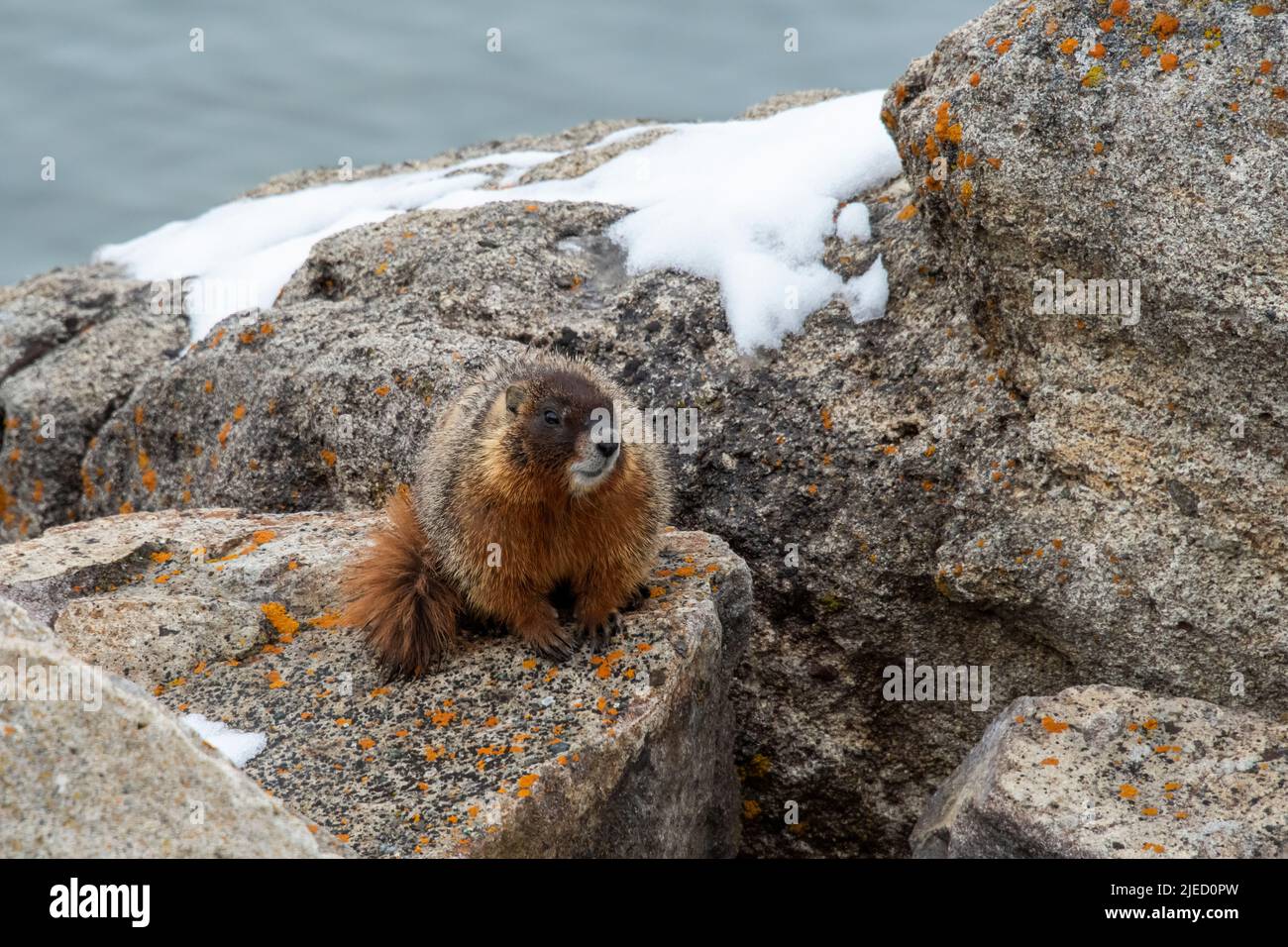 Yellow-bellied Marmot Posing on a Rock near Yellowstone Lake Stock Photo
