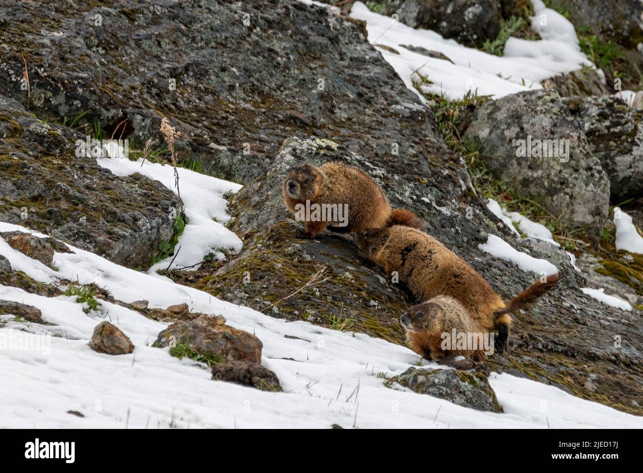 Group of Yellow-bellied Marmots Playing in the Snow at Yellowstone National Park Stock Photo