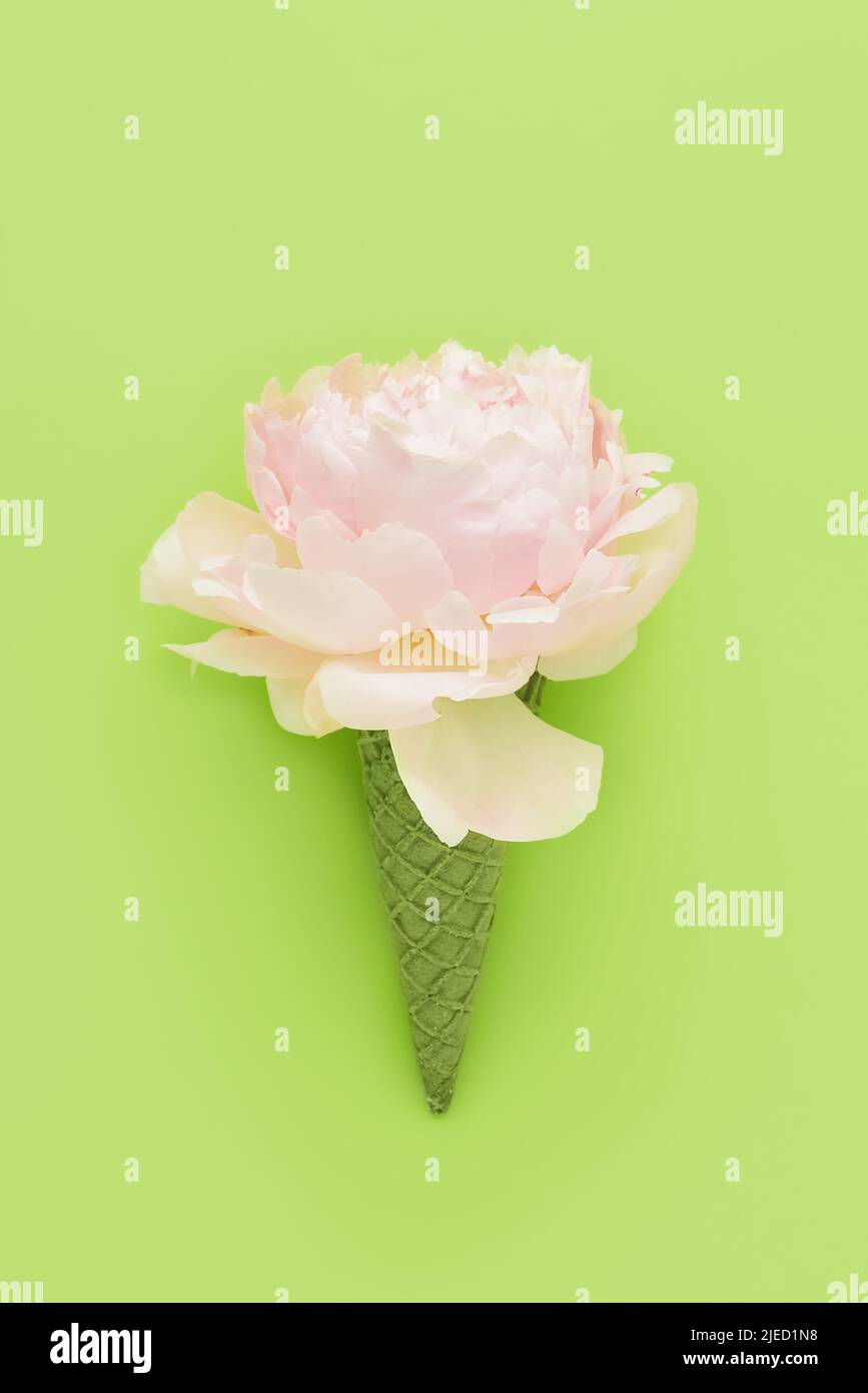 Pink peony in green waffle ice cream cone on a green background. Mothers Day, Valentine's Day, bachelorette, summer concept. Top view, copy space Stock Photo