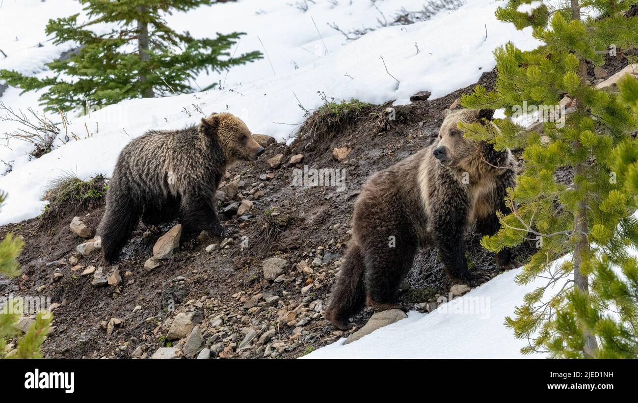 Grizzly Bears in Snow just out of Hibernation at Yellowstone National Park Stock Photo