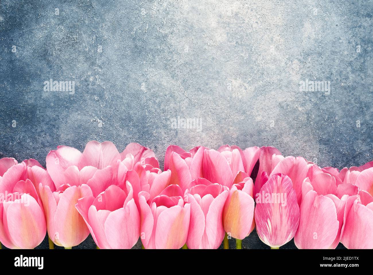 Pink tulips border on a blue concrete background. Mothers Day, Valentines Day, birthday celebration concept. Top view, copy space for text Stock Photo