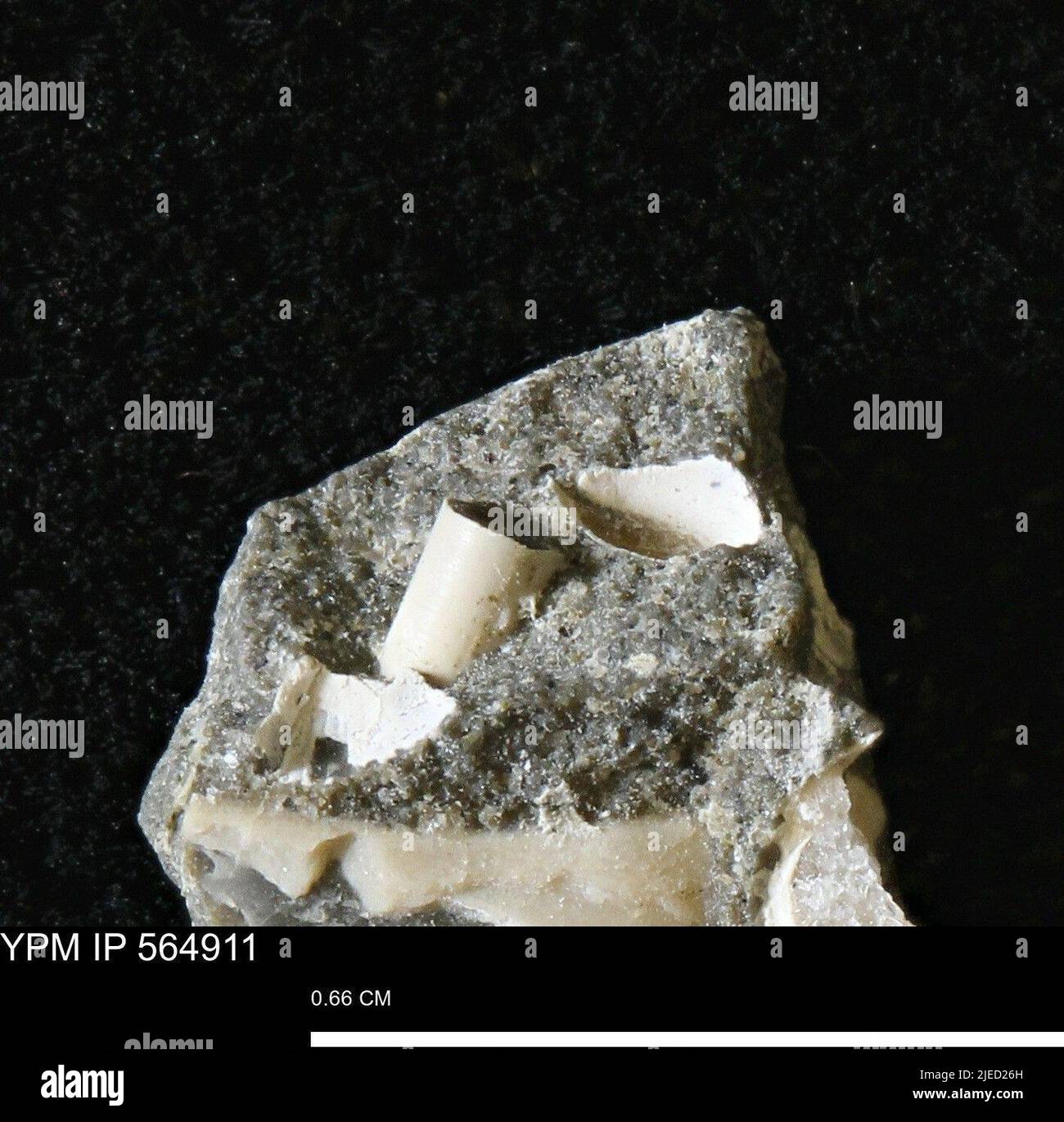 Scaphopoda hires stock photography and images Alamy