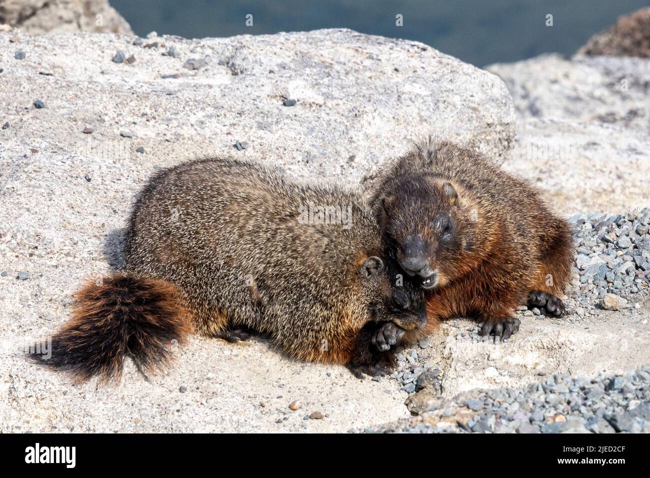 Two Yellow-bellied Marmot Playing on a Rock near Yellowstone Lake Stock Photo