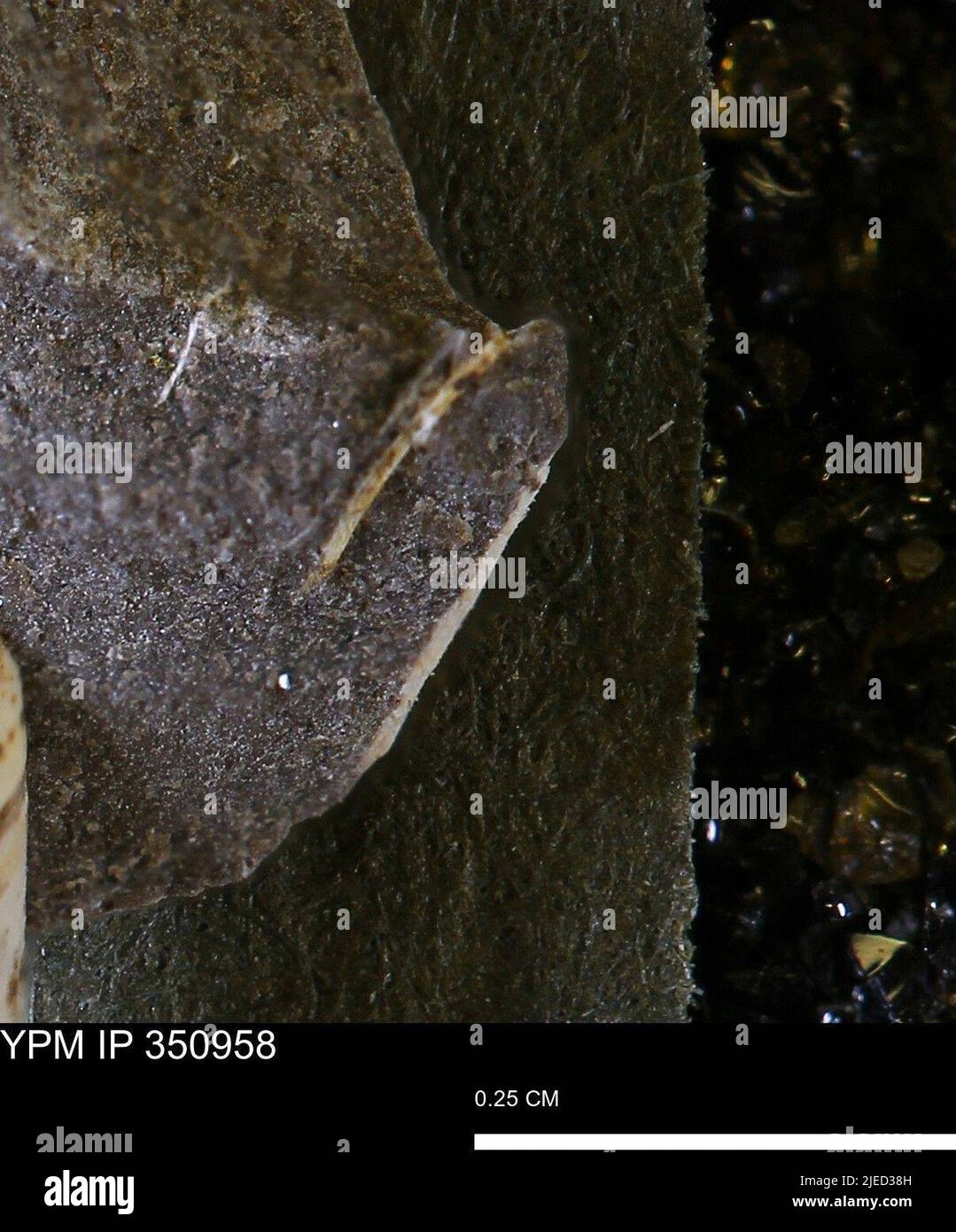 Scaphopoda tusk shells hires stock photography and images Alamy